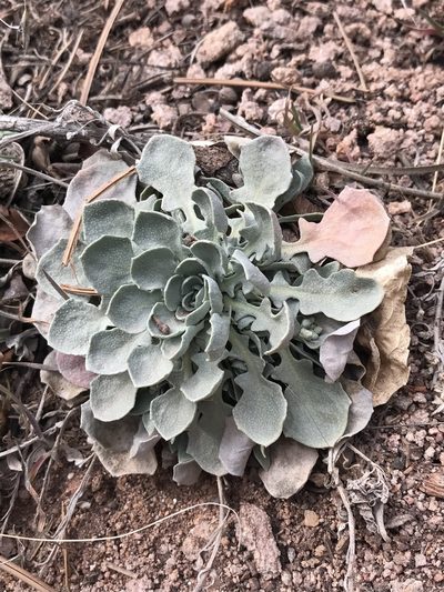 Physaria vitulifera, photographed by Jared Shorma