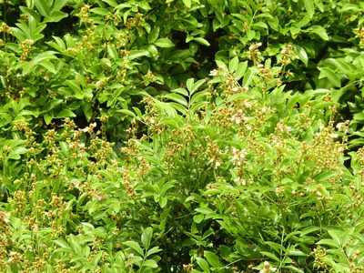 Ormosia travancorica, photographed by Hopeland