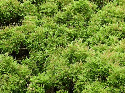 Ormosia travancorica, photographed by Hopeland