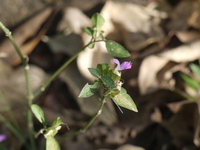 Dicliptera foetida, photographed by Dinesh Valke