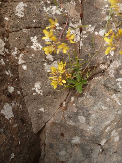 Sinapidendron frutescens, photographed by aroche