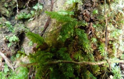 Mesochaete undulata, photographed by Colin Meurk