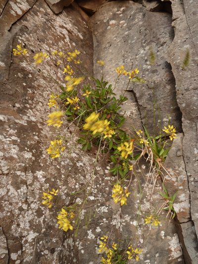 Sinapidendron frutescens, photographed by aroche