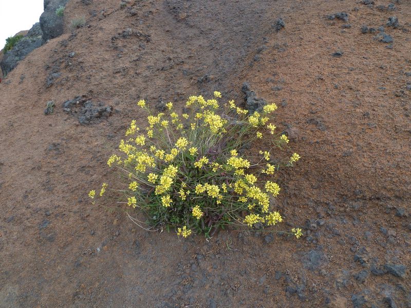 Sinapidendron frutescens, photographed by aroche