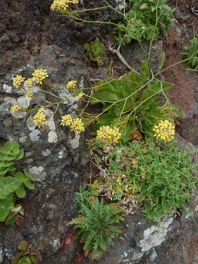 Sinapidendron rupestre, photographed by aroche