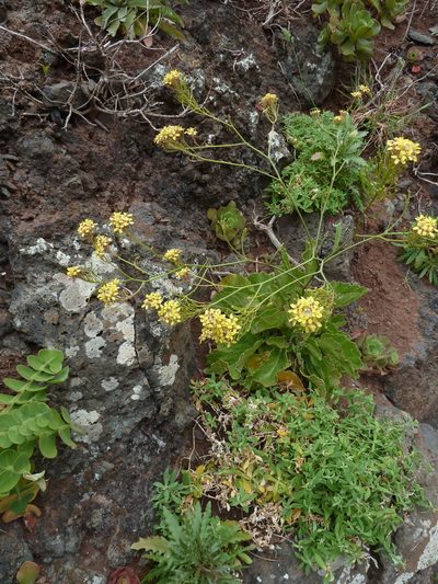 Sinapidendron rupestre, photographed by aroche