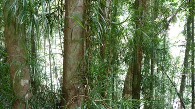 Freycinetia excelsa, photographed by Colin Meurk