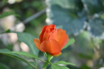Leuenbergeria bleo, photographed by Vis M