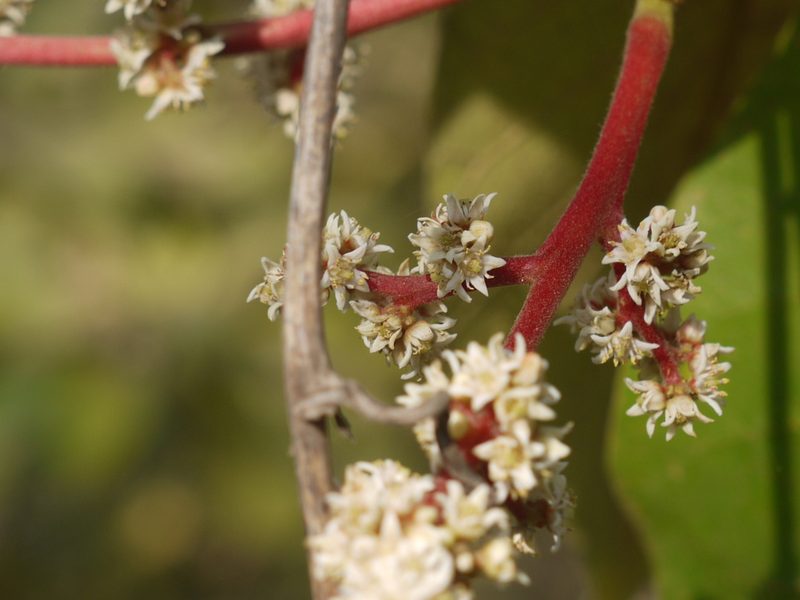 Buchanania lanzan, photographed by Dinesh Valke