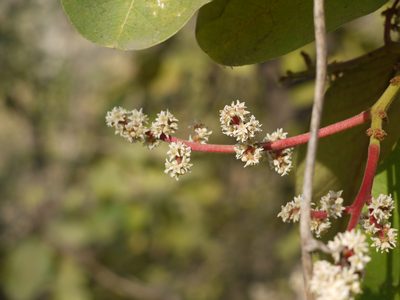 Buchanania lanzan, photographed by Dinesh Valke