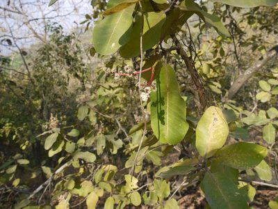 Buchanania lanzan, photographed by Dinesh Valke