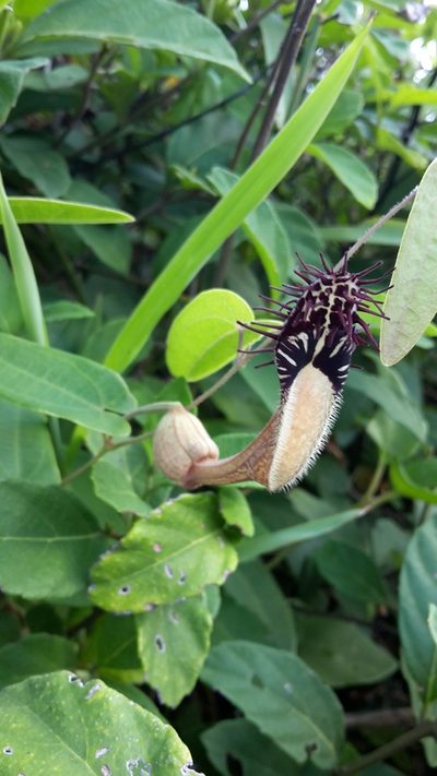 Aristolochia robertii, photographed by Denise Dalbosco Dell'Aglio