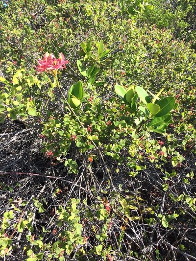 Epidendrum cinnabarinum, photographed by B. Phalan