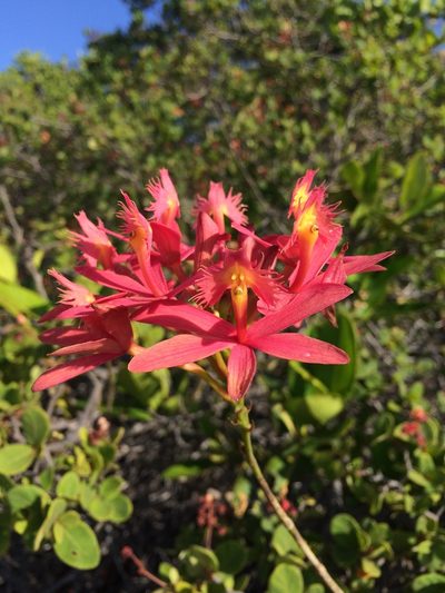 Epidendrum cinnabarinum, photographed by B. Phalan