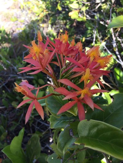 Epidendrum cinnabarinum, photographed by B. Phalan