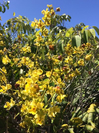 Cyrtopodium flavum, photographed by B. Phalan