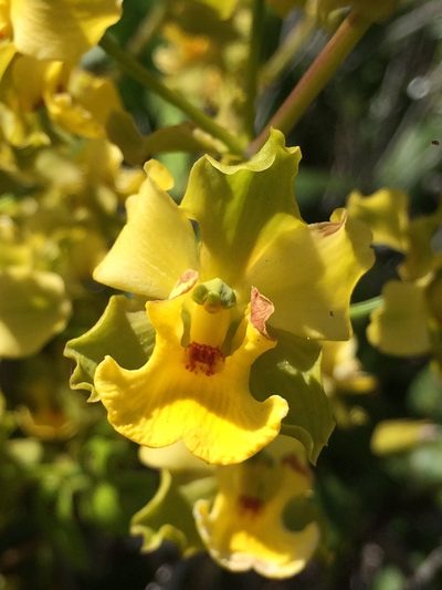 Cyrtopodium flavum, photographed by B. Phalan