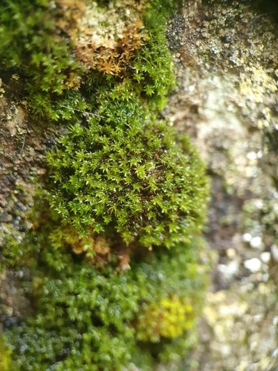 Zygodon viridissimus, photographed by Jonathan Hughes