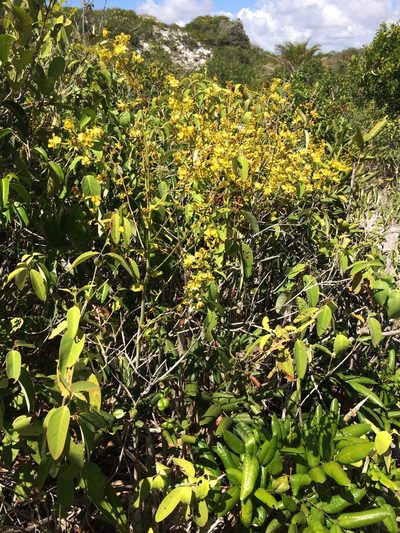 Cyrtopodium flavum, photographed by B. Phalan