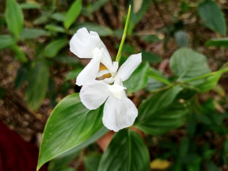 Schumannianthus benthamianus, photographed by Sabarni Sarker