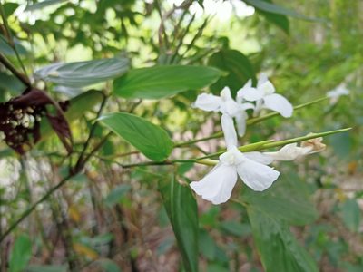Schumannianthus benthamianus, photographed by Sabarni Sarker