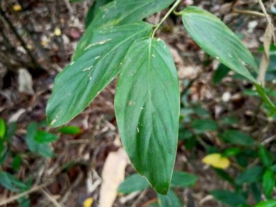 Schumannianthus benthamianus, photographed by Sabarni Sarker