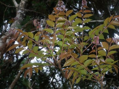 Meliosma rhoifolia, photographed by Jacy Chen