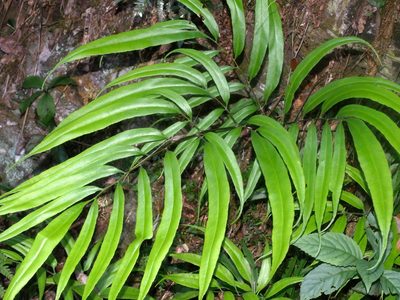 Coniogramme japonica, photographed by Jacy Chen