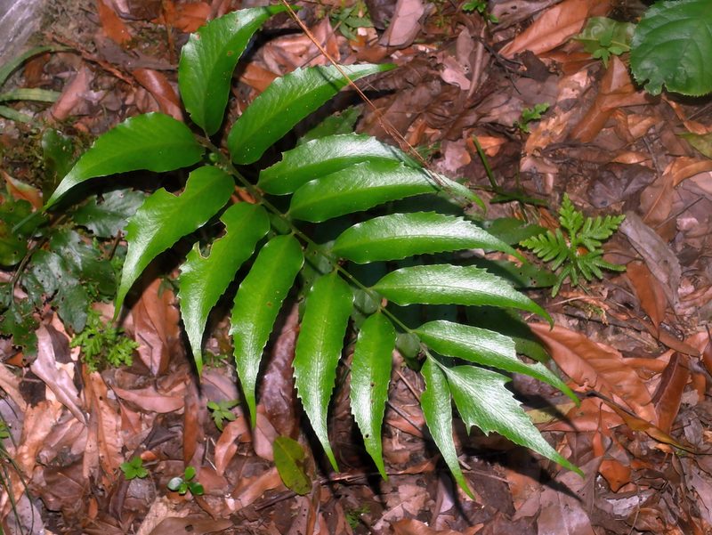 Cyrtomium devexiscapulae, photographed by Jacy Chen