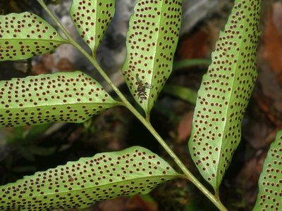 Cyrtomium devexiscapulae, photographed by Jacy Chen