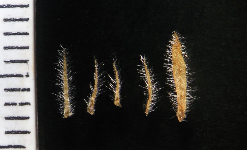 Lepidagathis fasciculata, photographed by S.MORE