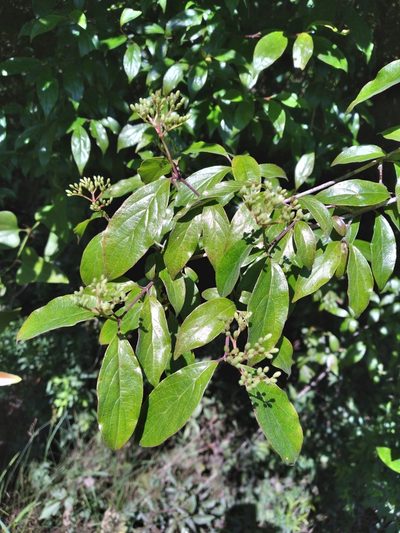 Cornus asperifolia, photographed by Scott Ward