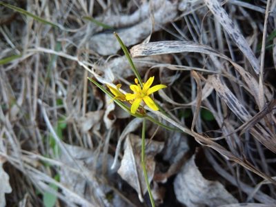 Gagea fragifera, photographed by Valerii Darmostuk