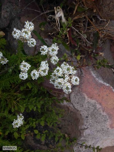 Selago fruticosa, photographed by Chris Vynbos