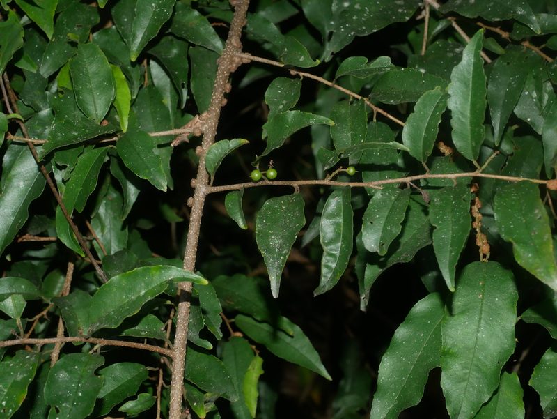 Embelia vestita, photographed by Jacy Chen
