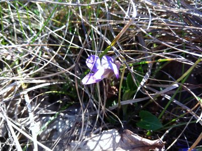 Viola ambigua, photographed by Valerii Darmostuk