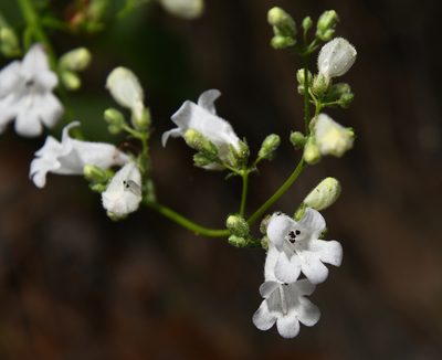 Penstemon multiflorus, photographed by Mike Ostrowski