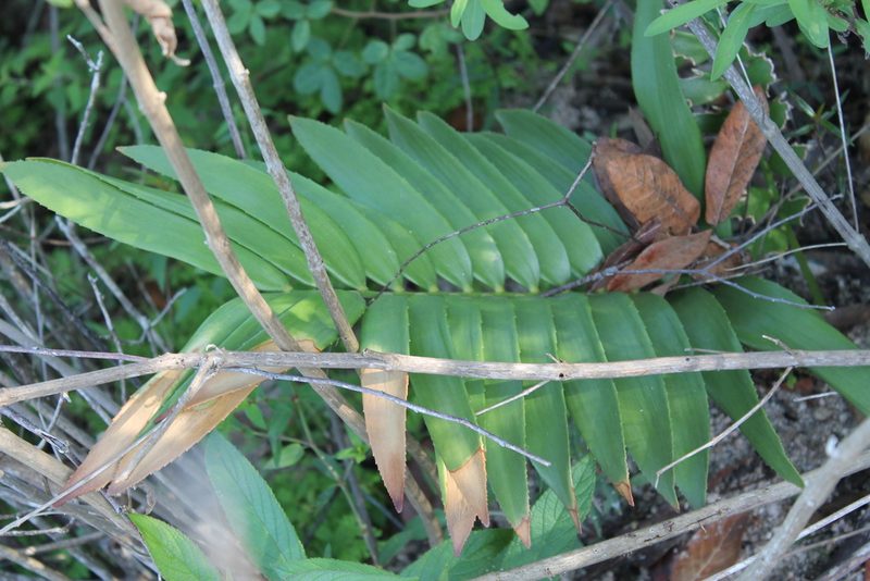 Zamia paucijuga, photographed by Viacheslav Shalisko
