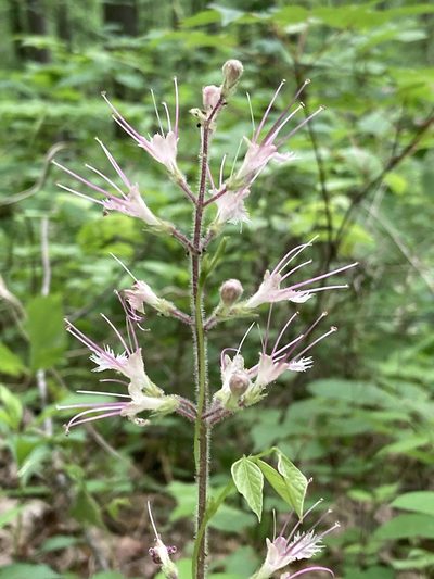 Collinsonia verticillata, photographed by Hill Craddock