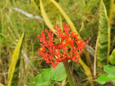 Jatropha podagrica, photographed by amantedarmanin