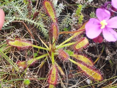 Drosera ramentacea, photographed by Chris Vynbos