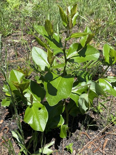 Baptisia simplicifolia, photographed by Alan Weakley
