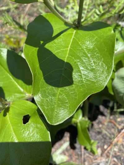 Baptisia simplicifolia, photographed by Alan Weakley