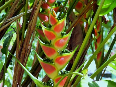 Heliconia wagneriana, photographed by amantedarmanin