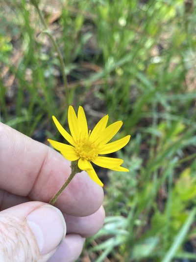 Pityopsis oligantha, photographed by Alan Weakley