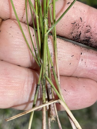 Aristida beyrichiana, photographed by Alan Weakley