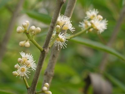 Syzygium salicifolium, photographed by Dinesh Valke