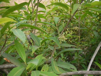 Syzygium salicifolium, photographed by Dinesh Valke