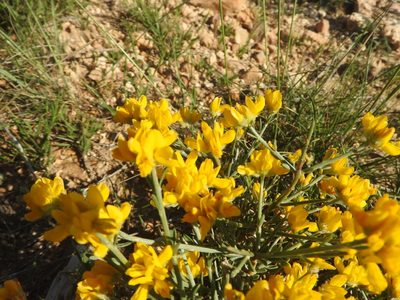 Genista microcephala, photographed by Abdenour Kheloufi