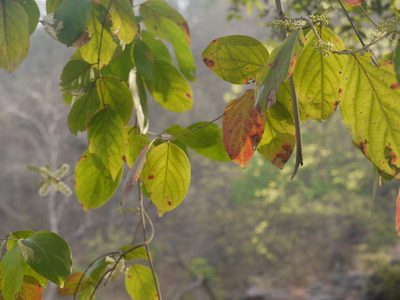 Combretum albidum, photographed by Dinesh Valke